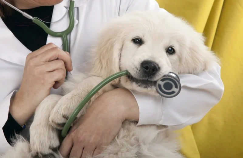 New Vet пакет
